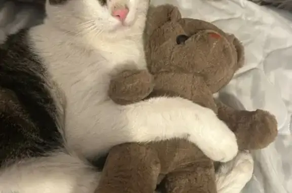 Lost Cat: Mozo, White/Brown Tabby, Springfield