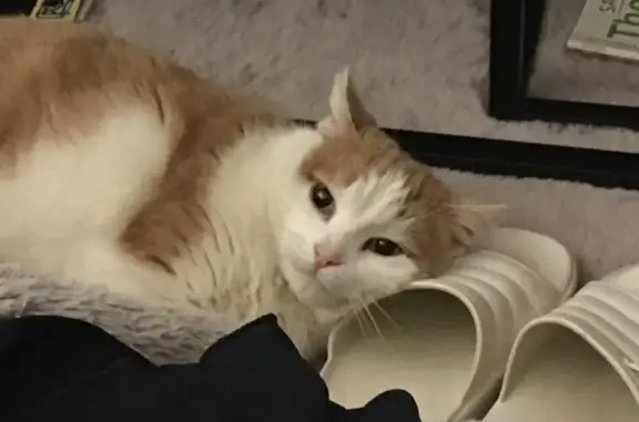Chat perdu : TOMMY, blanc et caramel/roux - photo