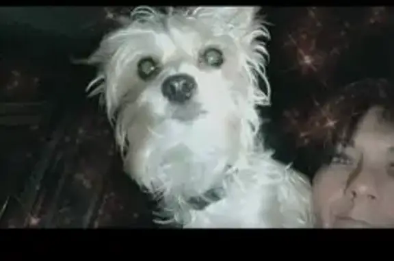 Lost and found pets Brazil, photo: Lost Blonde Morkie with Unique Traits