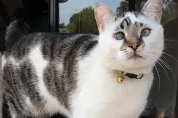 Lost Cat: White Tabby, Blue Collar, Knox