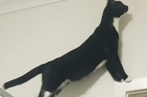 Missing cat Salisbury, photo: Lost Tuxedo Cat: Friendly & Chatty
