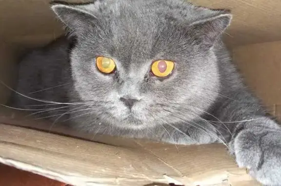 Gata British Gris Perdida en Sabadell