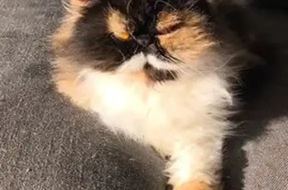 Chat perdu, Larçay, photo: Chatte perdue, un œil voilé, Larçay
