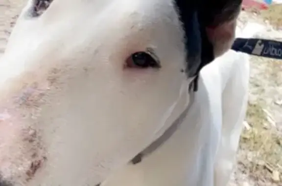 Lost Dog: White with Black Ear in Kelmscott