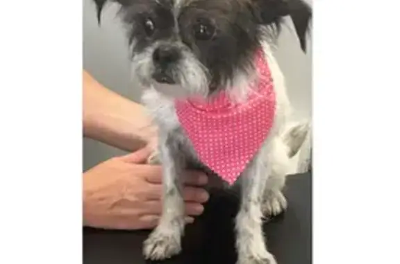 Lost: Black & White Dog in Orlando