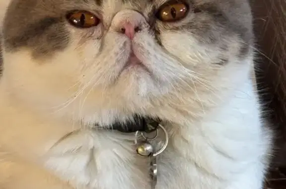 Missing cat Lehi, photo: Lost Cat: Sabi Boy in Lehi - Help Find!