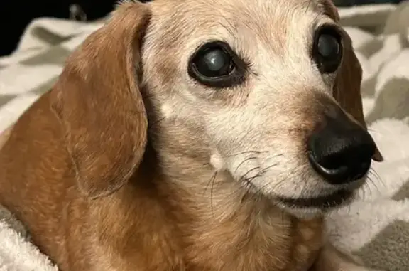 Lost Red Dachshund in Barstow Area