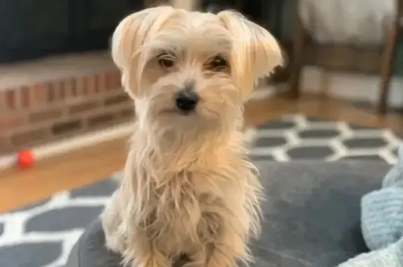 Lost White Morkie on Montgomery Lane