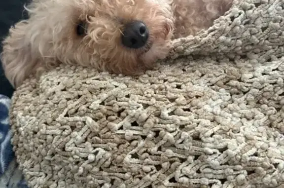 Lost Dog: Friendly, Green & Pink Collar