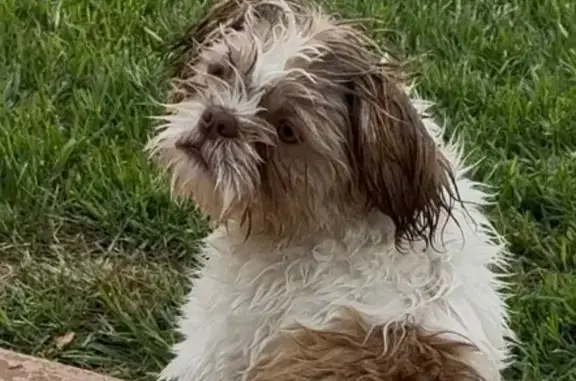 Lost Dog Luka: White/Tan, Unique Eye Mark