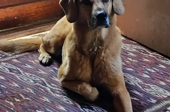 Lost Dog in Allenspark, CO - Help!