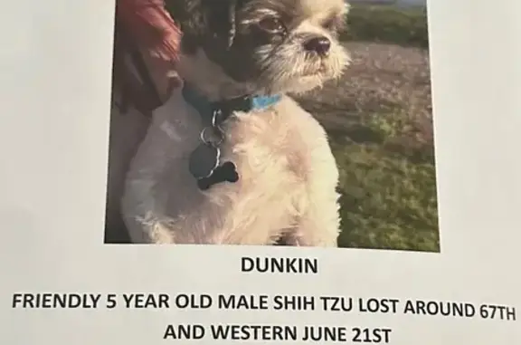 Lost Shih Tzu: Dunkin in OKC!