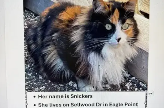 Missing cat Eagle Point, photo: Lost Calico Snickers: Help Find Her!