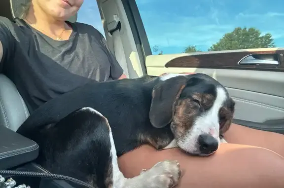 Found dog Little Rock, photo: Found Puppy: Black & White w/ Brown Spots