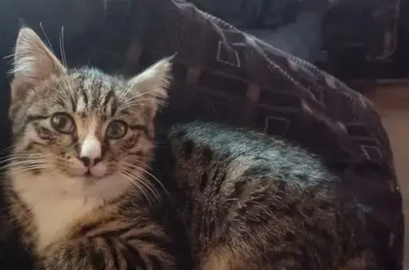 Missing Shy Spotted Cat - Jervois St Area