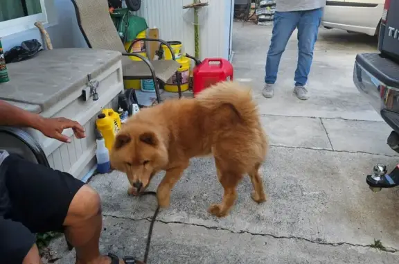 Found pets Pompano Beach, photo: Found: Red Chow Chow on NE 44th St, Pompano