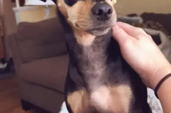 Lost Min Pin: Black, 12 lbs, Grand Ledge