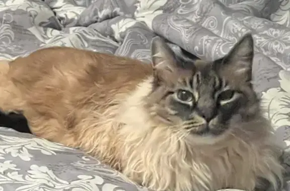 Friendly Lost Cat on Anderson Avenue