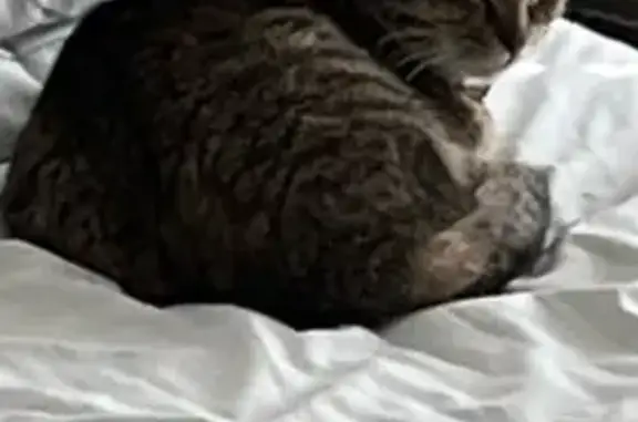 Lost Tabby: Blonde Toe, Royal Oak