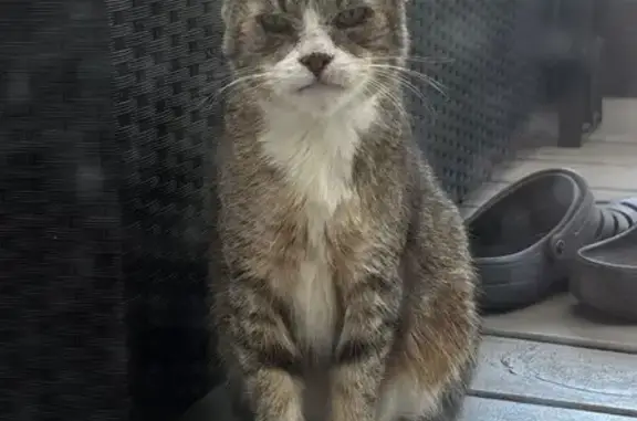 Found pets Louisville, photo: Found: Gray Tabby Cat in Louisville