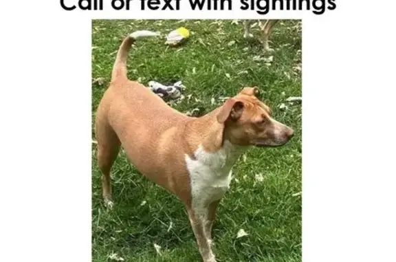 Lost Dog Alert: Chaplin Court, Hanover