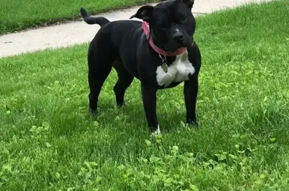 Lost Pink Dog: Microchipped, N 77th St