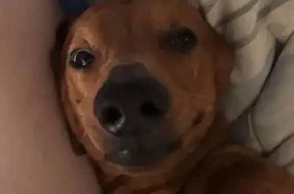 Lost Dog: Light Brown, No Collar, Cessnock