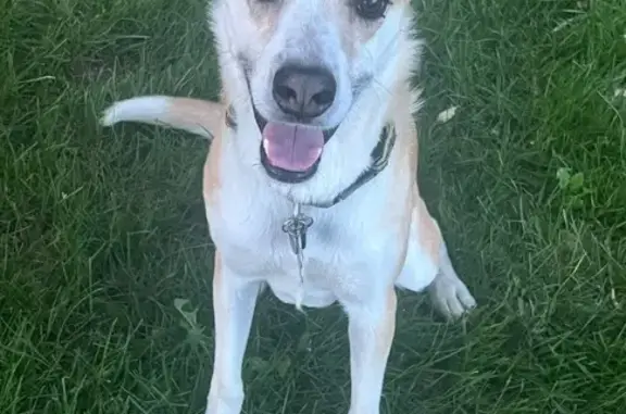 Lost Dog in Allenspark, CO - Help!