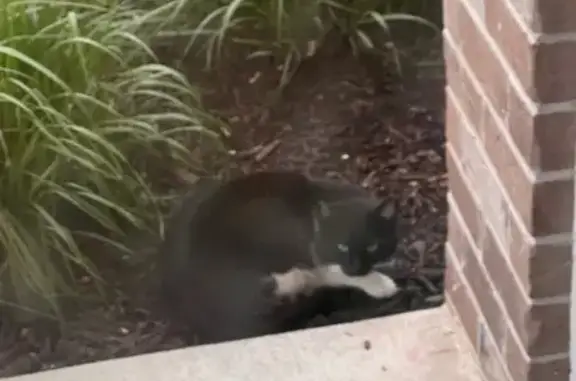 Found pets Greenfield, photo: Friendly Black & White Cat Found in Greenfield
