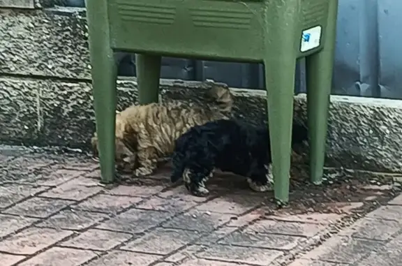 Found dog , photo: Found: Two Male Puppies in Fairfield