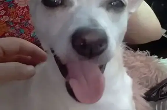 Help Find Cujo: Lost Near Fyansford Hotel