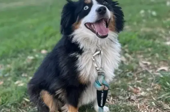 Lost Mini Shepherd: Unique Eyes, No Collar