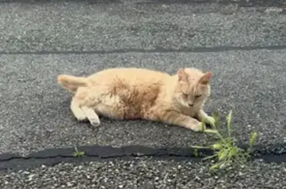 Animaux perdus , photo: Chat roux Noisette perdu à Naves Parmelan