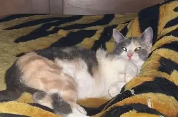 Animaux perdus Lons-le-Saunier, photo: Chatte tricolore peureuse perdue, 6 mois
