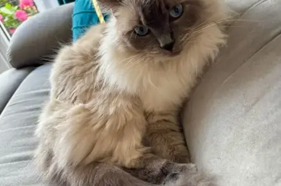 Chat perdu, Quincy-Voisins, photo: Chatte Ragdoll perdue à Quincy-Voisins