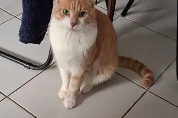 Chat beige et blanc perdu à Caen - photo