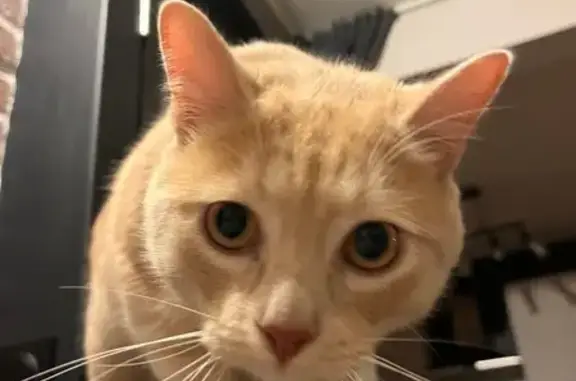 Animaux perdus Périers, photo: Chat roux/crème perdu, très peureux, Périers