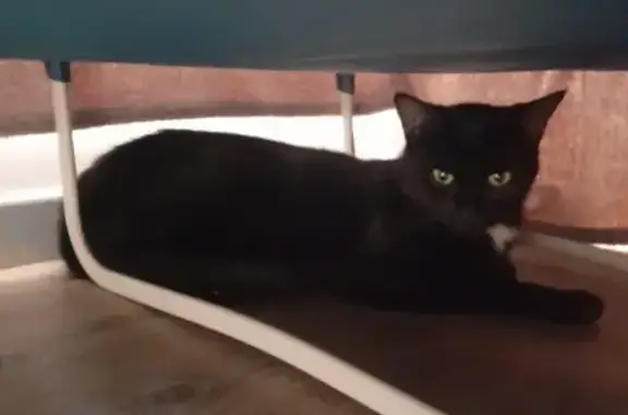 Animaux perdus Saint-Égrève, photo: Chat noir perdu, tache blanche, Saint-Égrève