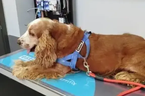 Perro Cocker perdido en Roquetas de Mar
