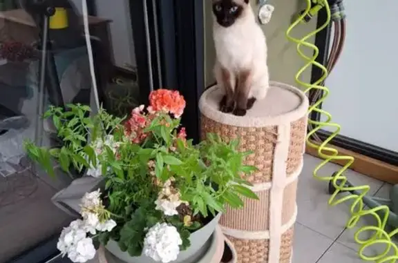 Chat perdu, Le Bourget-du-Lac, photo: Chat perdu, typé siamois, Le Bourget-du-Lac