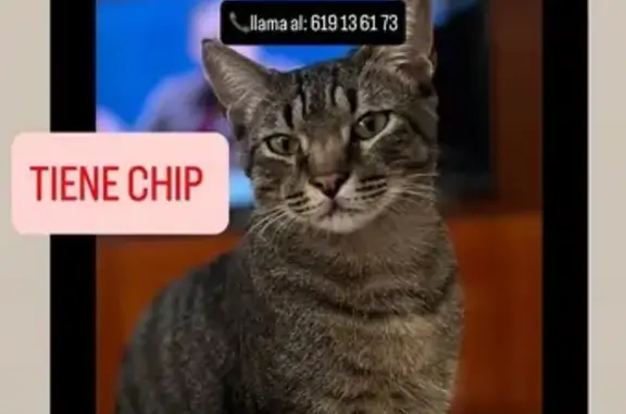Gatos perdidos, , foto: Gato Perdido: Grande, Pardo y Dócil