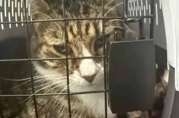 Lost Friendly Cat w/ Grey Collar in Bayside