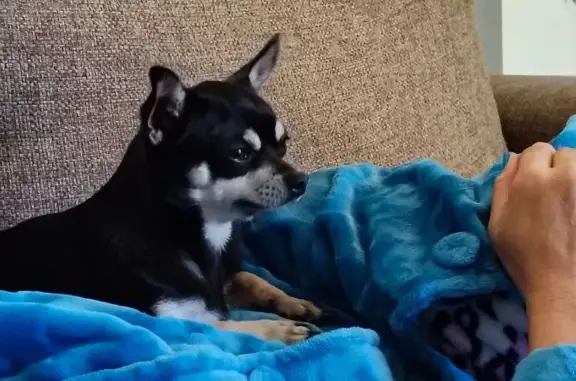 Lost Black & White Chihuahua - Sydney