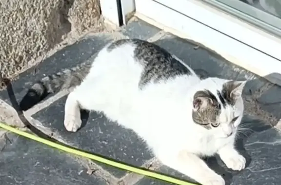 Desaparecido: Gato Atropellado en Guadarrama