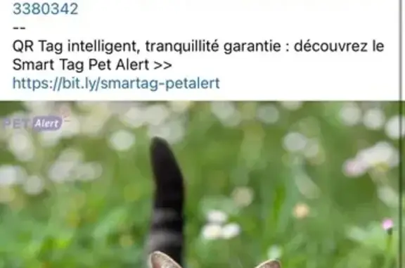 Chatte tigrée perdue à Mougins - photo