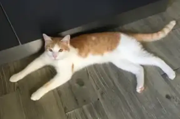 Chat perdu, Naucelles, photo: Chat roux et blanc perdu à Naucelles