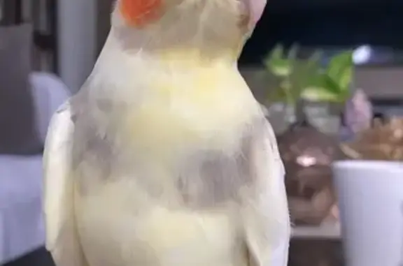 Lost Yellow Cockatiel on Lacunar St