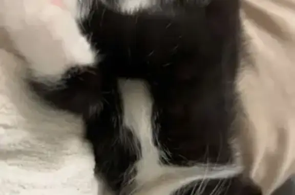 Animaux perdus Perpignan, photo: Chaton noir et blanc perdu à Perpignan