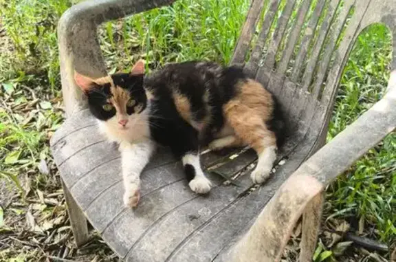 Chatte Minette perdue rue Jean Monnet - photo
