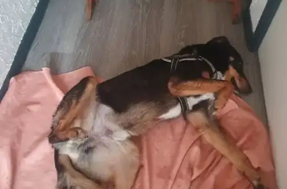 Chien trouvé , photo: Beauceron trouvé à Izaourt, castré, gentil